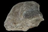 Fossil Dinosaur Bone Section - Aguja Formation, Texas #116816-1